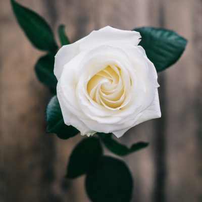 annie-spratt-pDGNBK9A0sk-unsplash annie-spratt-pDGNBK9A0sk-unsplash